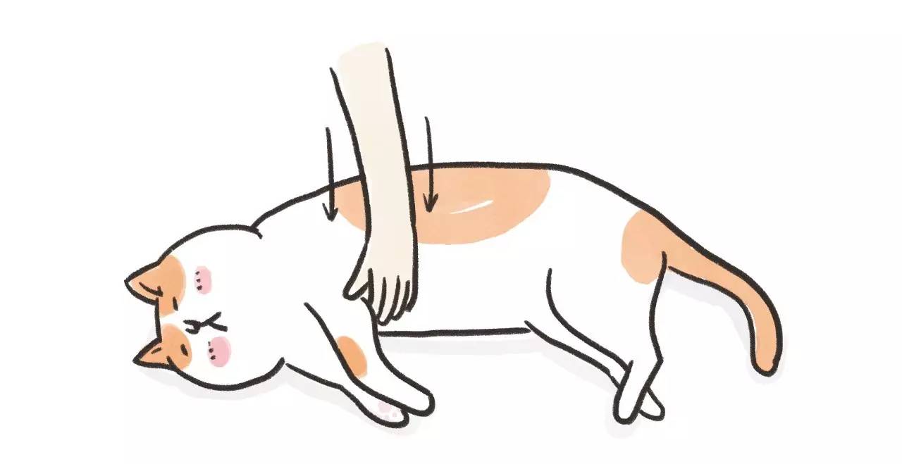 救命啊!主子溺水、触电、中毒了怎么办?!丨强档