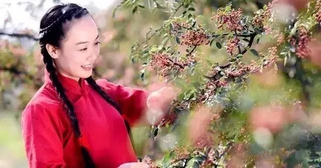 韩城哪个地方的花椒最好 (韩城花椒推荐)