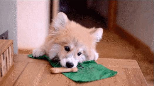 「福利」这周末有一场和宠物的约会等你来，小布送票送助攻→