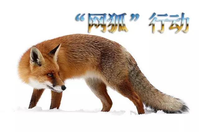 代号“网狐”——江南法院“网狐行动Ⅱ”之“先礼后兵”