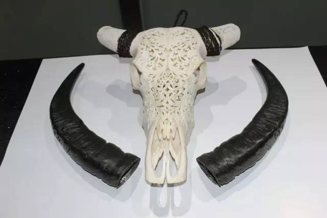 截获万花筒｜日本玳瑁、韩国金蛋、老挝蜂猴、台湾牛樟芝、非洲环尾蜥……