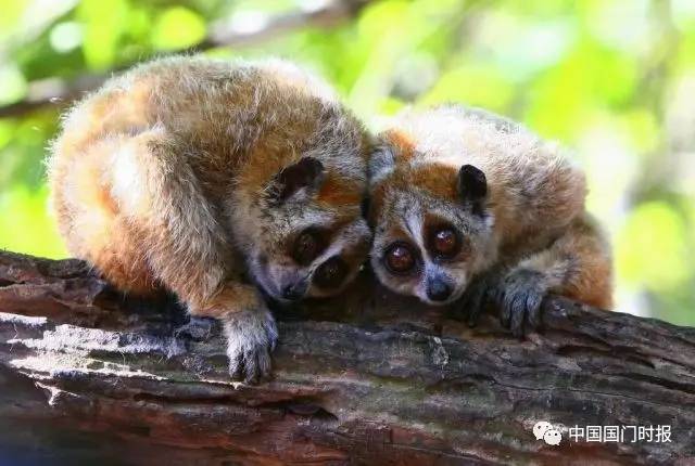 截获万花筒｜日本玳瑁、韩国金蛋、老挝蜂猴、台湾牛樟芝、非洲环尾蜥……