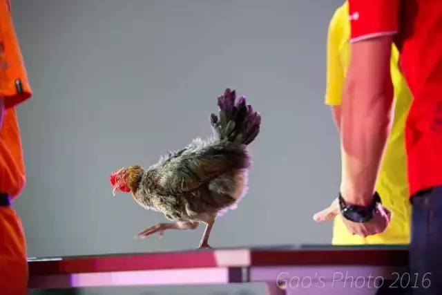 「福利」这周末有一场和宠物的约会等你来，小布送票送助攻→