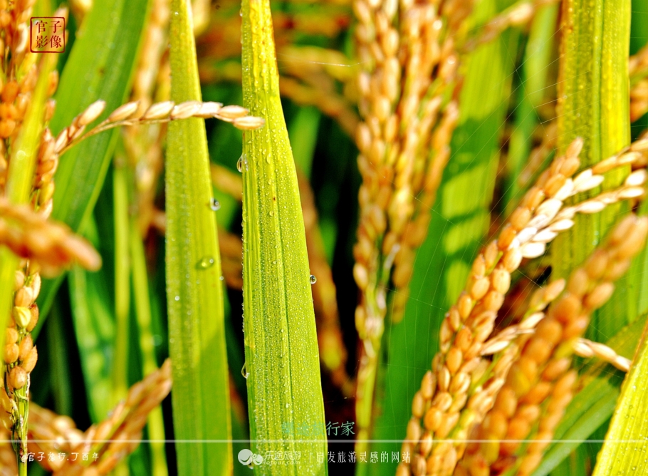 亚洲最大的天然红地毯,世上最出名的红地毯