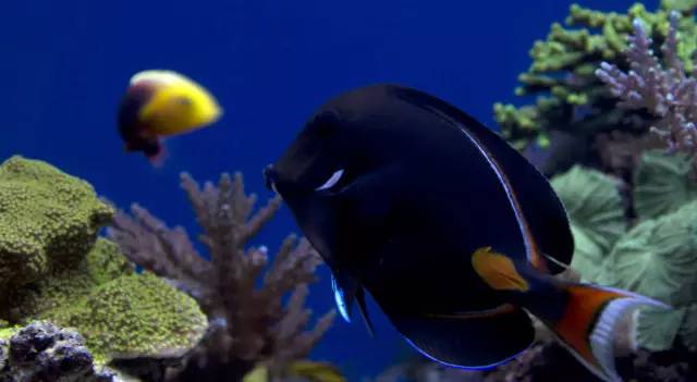 海缸小虫怎么培养,怎么驯服海缸里面的小恶魔