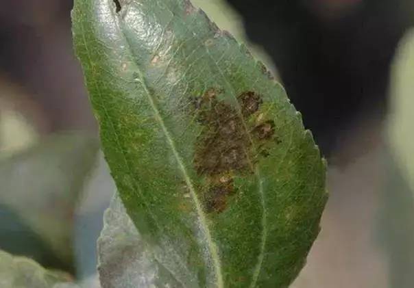 枣树病虫害防治全攻略,枣树病虫害防治技术视频