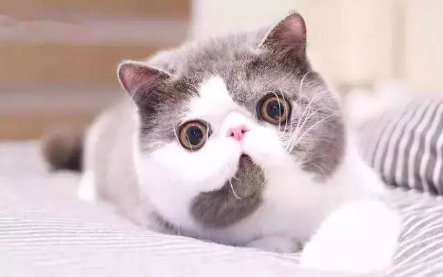 「福利」这周末有一场和宠物的约会等你来，小布送票送助攻→