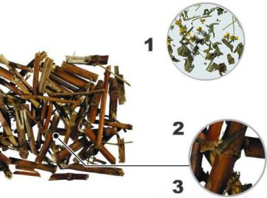 中药知识必学白丁香,中药知识必学旱莲草