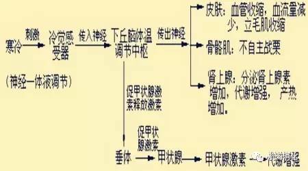 你的脾胃虚弱吗,你的肠胃健康吗
