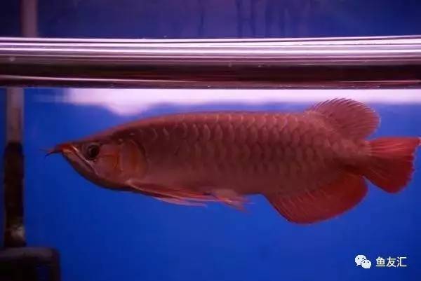 龙鱼价格为什么那么贵,日本金龙鱼多少钱