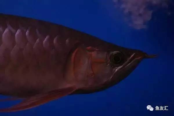 龙鱼价格为什么那么贵,日本金龙鱼多少钱