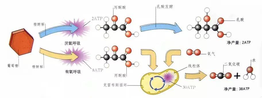 自然脱发会再生吗,自然疗法治脱发