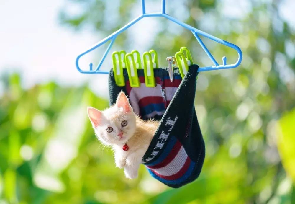 求助，我家的猫……好像坏了