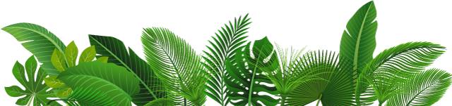 枣树病虫害防治全攻略,枣树病虫害防治技术视频