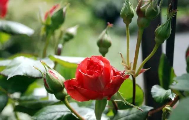 玫瑰花特征和知识,植物百科依兰花