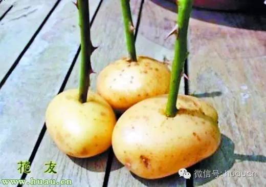 扦插用什么杀菌药防止伤口腐烂,扦插用的愈合剂是什么