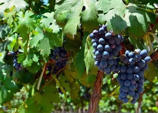 陕西张裕瑞那城堡酒庄,陕西张裕瑞那城堡酒庄婚礼