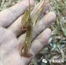 开海哪里的海鲜最便宜,威海开海适合买什么海鲜