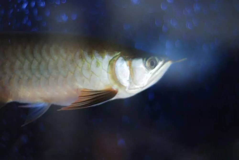 用心养鱼养好鱼,用心养好每一锅汤