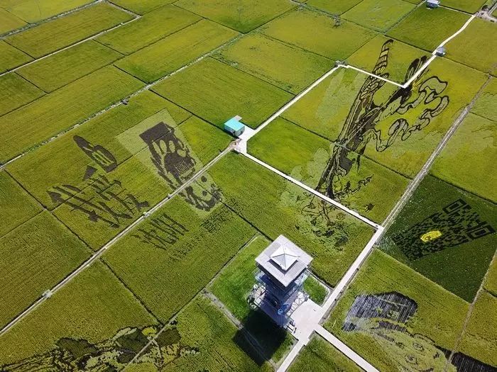 沈阳稻梦空间玉米,沈阳稻梦空间的水稻