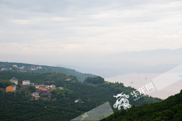 忠县柑橘产业与奉节柑橘,小柑橘扶贫产业