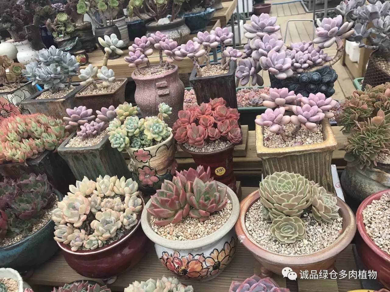 秀肉肉｜本周韩国肉肉直播图集