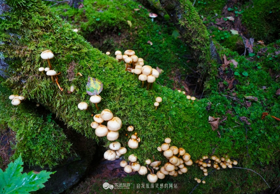 镜泊湖火山口免费景点,镜泊湖火山口森林景区