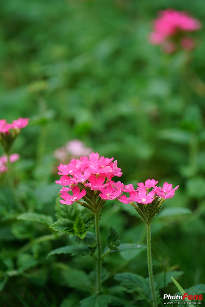 钄″徃batis18f2.8闀滃ご,zeiss35mm2.8闀滃ご