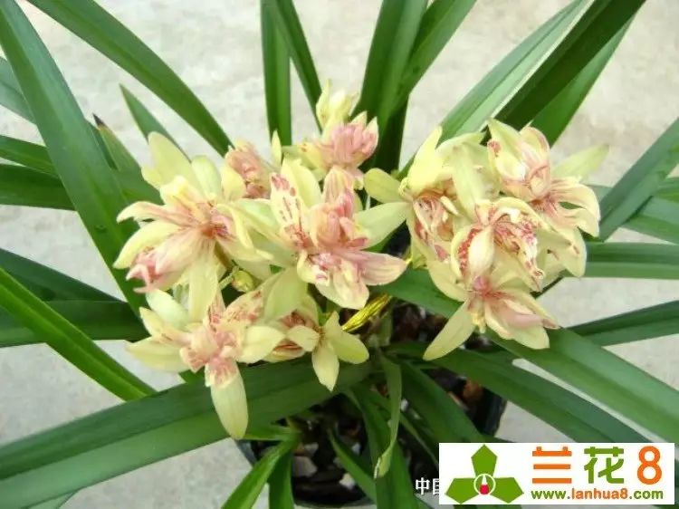 建兰富山奇蝶两片叶子能开花吗,建兰梨山狮王与富山奇蝶哪个好