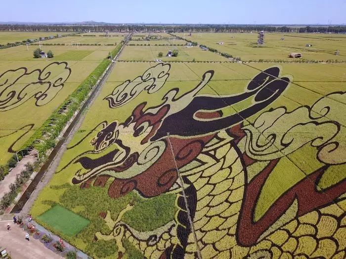 沈阳稻梦空间玉米,沈阳有稻梦空间吗