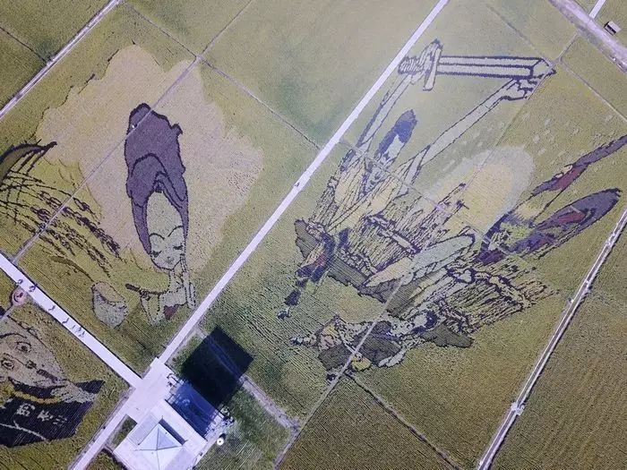 沈阳稻梦空间稻田,沈阳稻梦空间