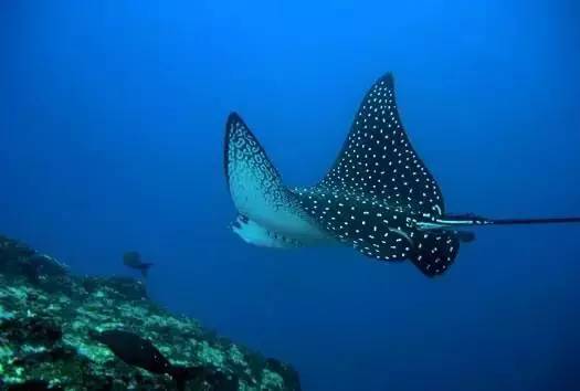 船宿潜水要什么水平,船宿潜水推荐