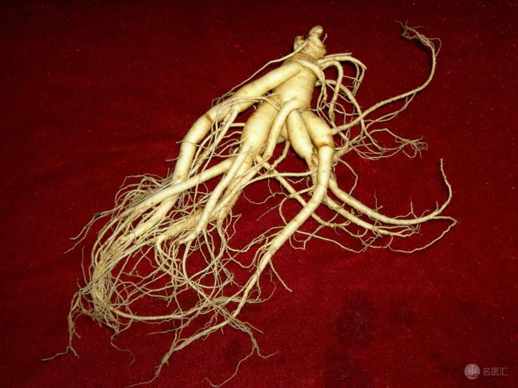 人参的小知识大全,人参的三大误区解读