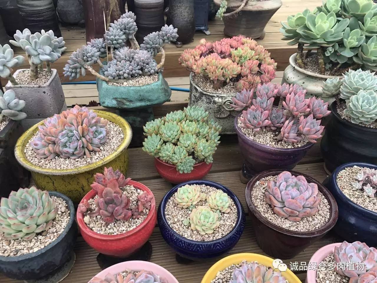 秀肉肉｜本周韩国肉肉直播图集