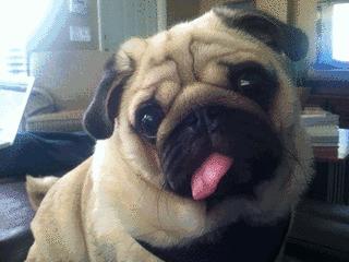 爱宠健康的护理,爱宠健康的标准