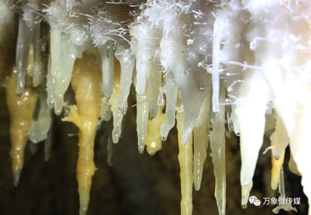 头条丨大家好！我叫巴马，这是我的简历，请多多关照！