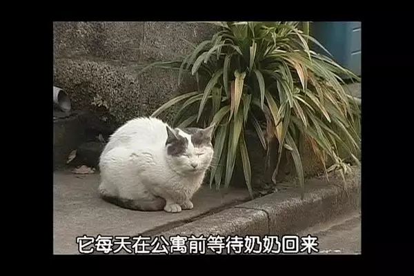 治愈系猫日常,治愈吸猫
