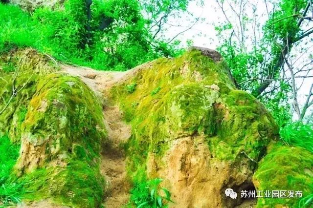 298000㎡！园区将要兴建42个足球场那么大的绿地公园！未来还有这么多公园要面世！