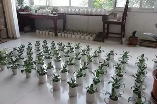 不死鸟爆盆全过程,不死鸟多肉爆盆视频