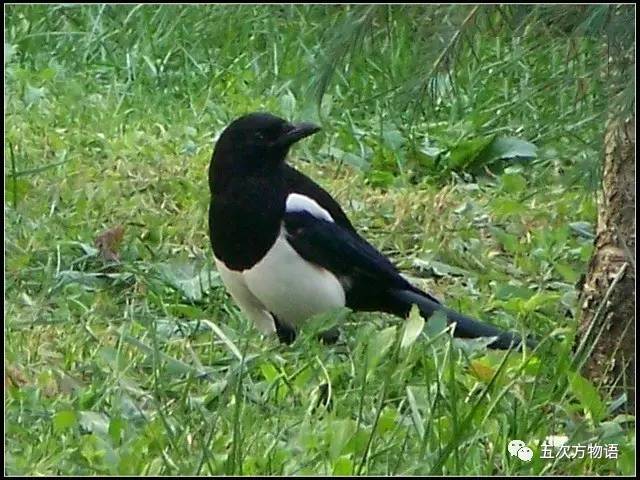 七夕节的所有资料与起源,动物有七夕节吗