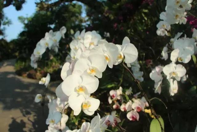 中国东盟博览会攻略,18届东盟博览会攻略