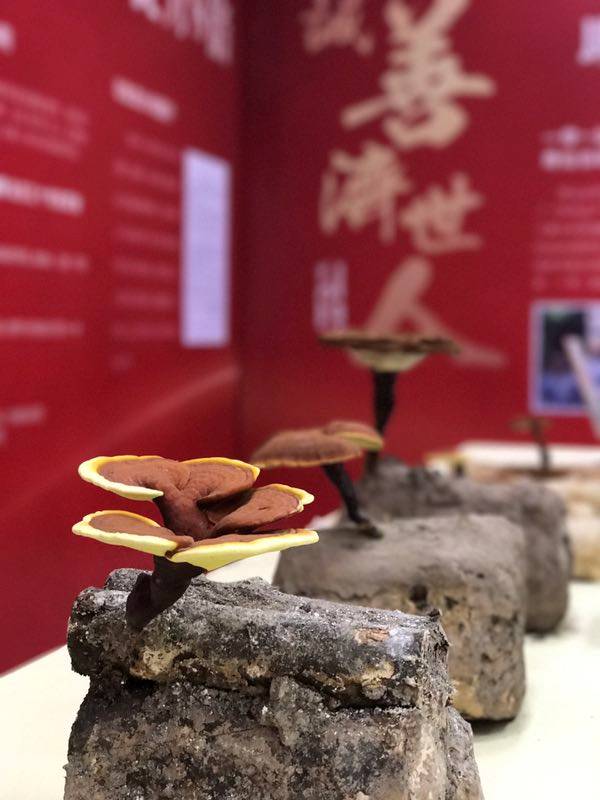 豆瓣评分8.4分，感动上亿中国观众，这部中草药版的《舌尖上的中国》，告诉你灵芝孢子粉的故事