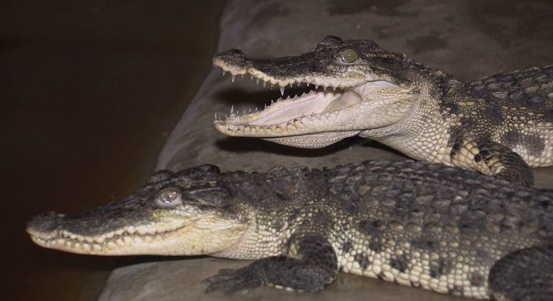 鳄鱼帮鸡、泥鳅帮黄鳝、鸡帮人,兔子帮火龙果,这些忙……帮得还好吗?