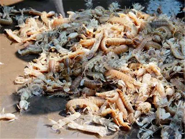 青岛的虾虎与琵琶虾,真正的青岛虾虎