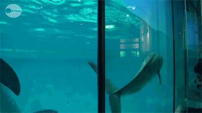 泡沫怎么会破灭可以软着陆吗,为什么泡沫遇火会消失