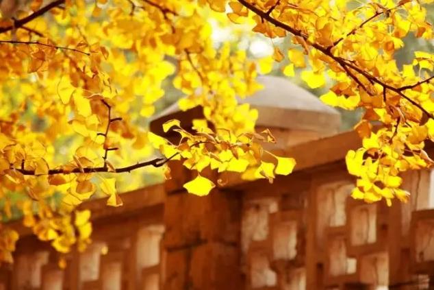 广州到黄山最便宜的航班,99元飞黄山