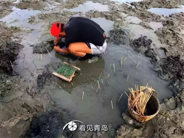 青岛的虾虎与琵琶虾,真正的青岛虾虎