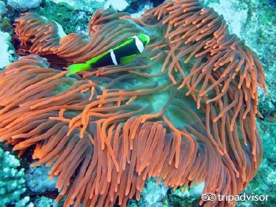 免签的海岛国家,斐济美丽的海滩