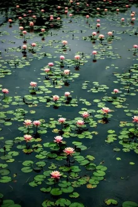 养生音乐56首免费下载,失传已久的56首养生曲视频