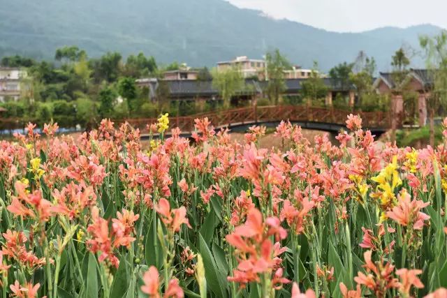 推荐丨你错过的繁花，在这个初秋黄姚花海全还给你！